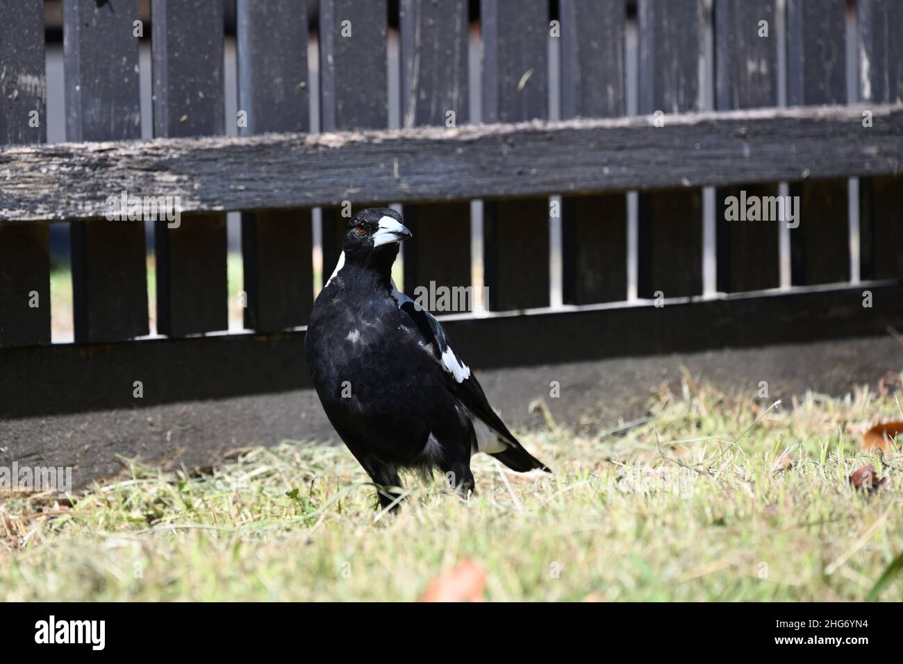 Alertez le magpie australien debout sur l'herbe dans une cour sèche pendant l'été, avec une clôture en bois gris en arrière-plan Banque D'Images