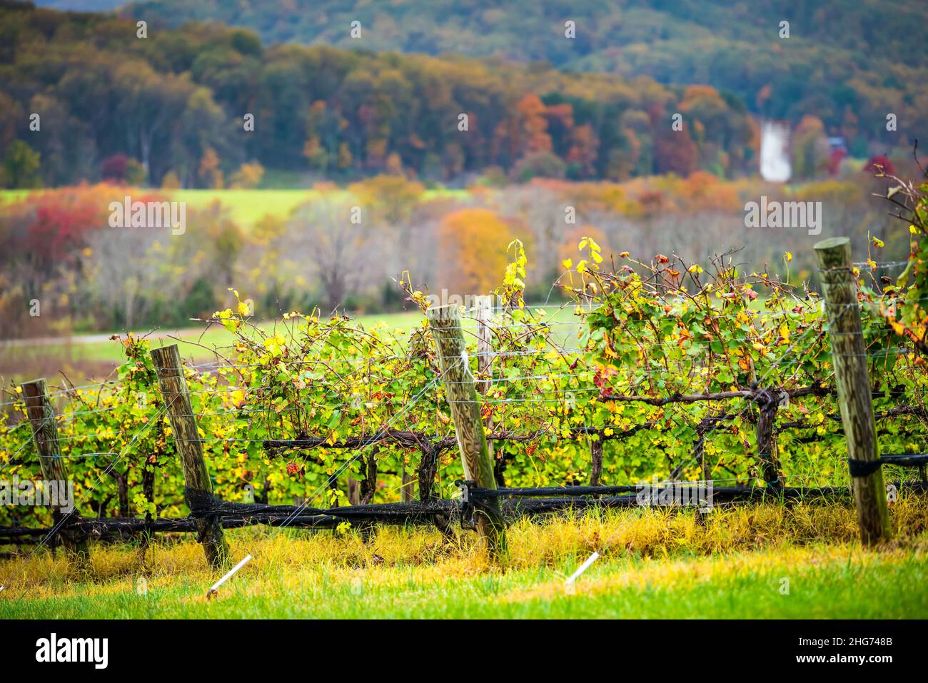 Région du Piémont dans le comté d'Albemarle, Virginie vignoble rangée de vignobles proximité de vignes de plantes de vigne dans la campagne rurale Blue Ridge montagnes colline aut Banque D'Images