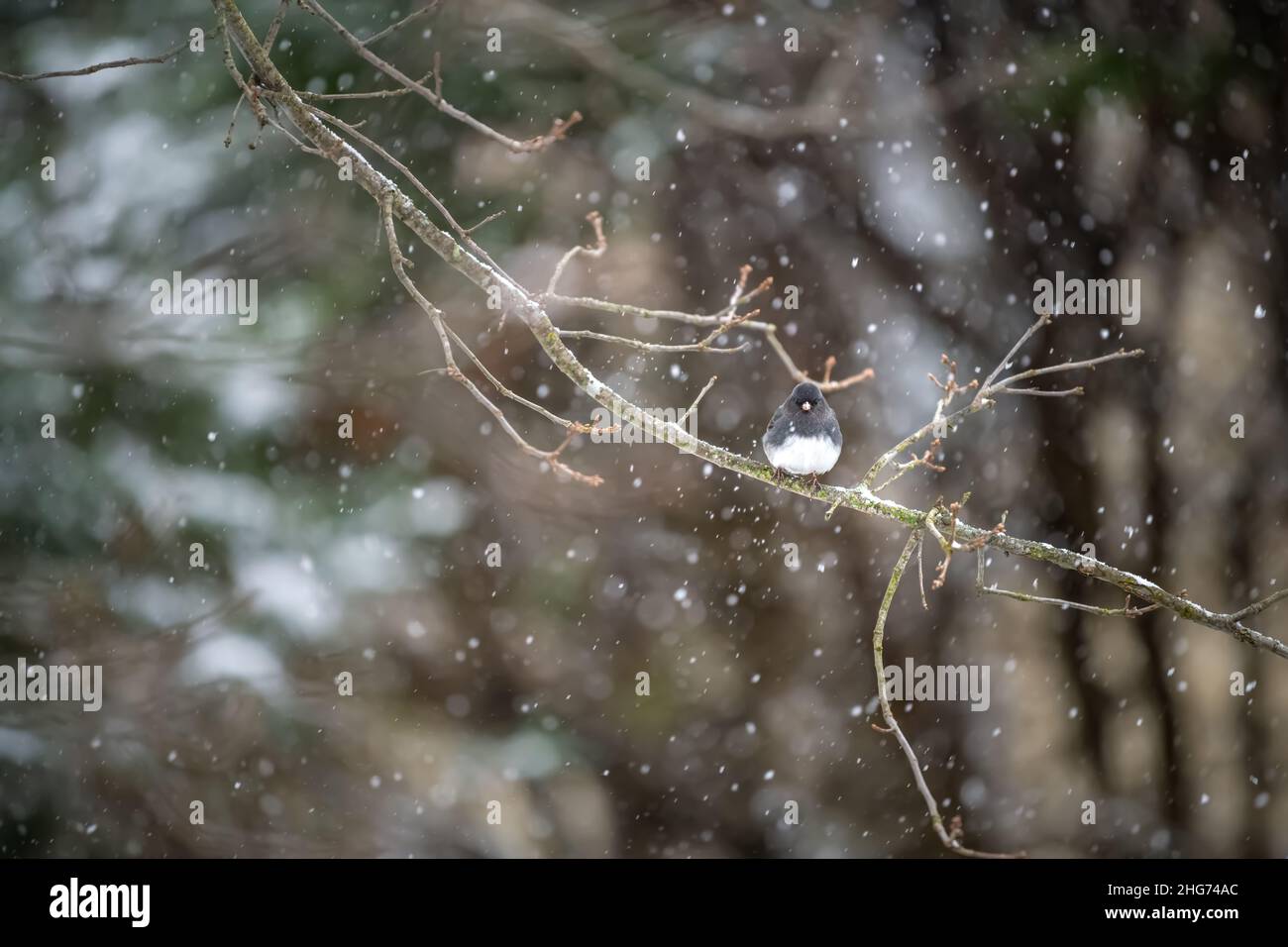 Un petit oiseau junco aux yeux foncés qui perche assis sur une branche de chêne pendant l'hiver des flocons de neige tombant en Virginie ont soufflé les plumes de l'aspect froid Banque D'Images