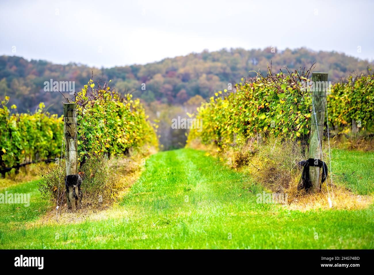 Comté de Charlottesville Albemarle, Virginie vignoble vignobles rangées de vignes de vignes en campagne montagnes Blue Ridge automne automne feuille co Banque D'Images