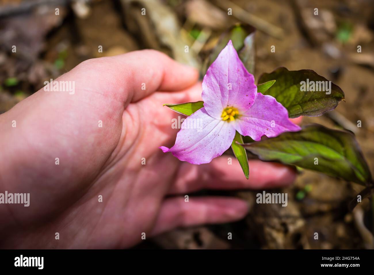 Une fleur sauvage de trillium rose pourpre au début du printemps avec des pétales à la main macro de gros plan dans les montagnes Blue Ridge de Virginia de Wintergree Banque D'Images