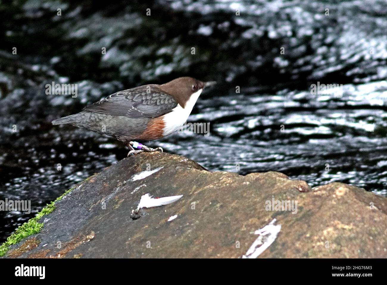 Balancier, balancier à gorge blanche, balancier européen Banque D'Images