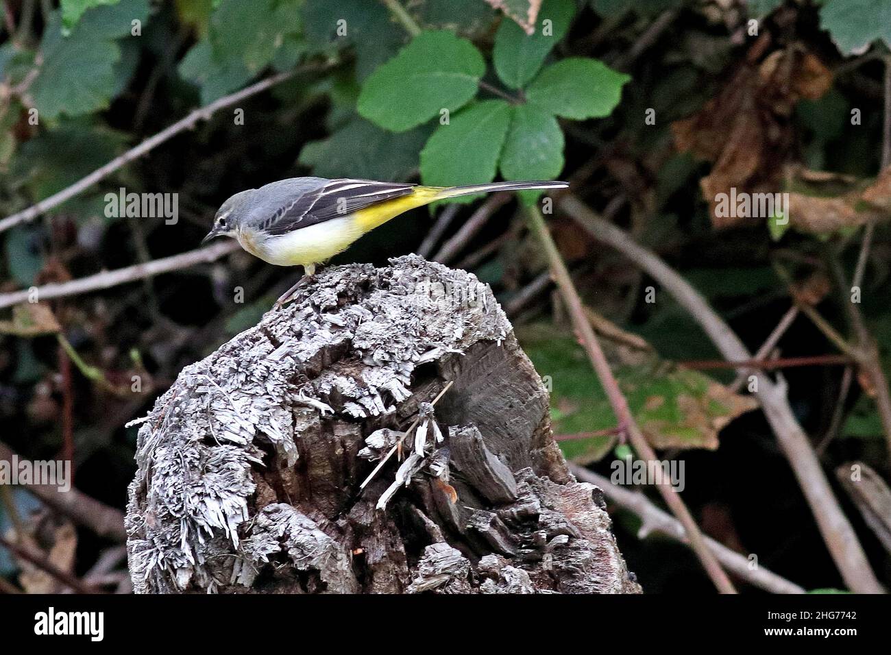 Bergeronnette des ruisseaux Motacilla cinerea, Banque D'Images