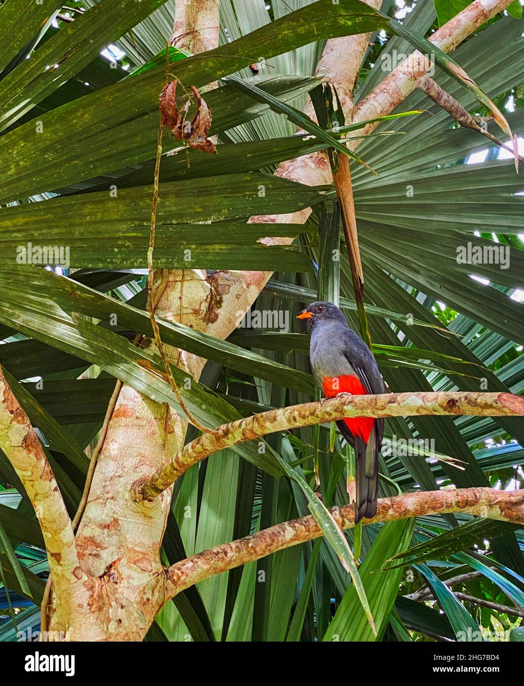 Un Trogon dans le parc national de Tikal, Guatemala Banque D'Images