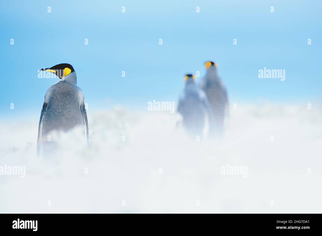Le manchot royal (Aptenodytes patagonicus) marcher dans une tempête, East Falkland, îles Malouines, l'Amérique du Sud Banque D'Images
