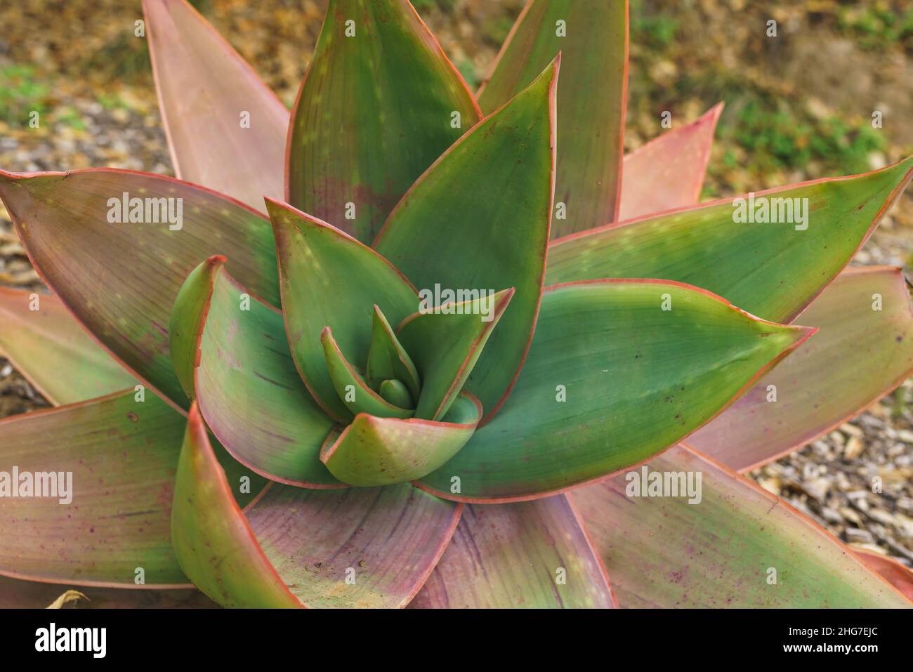 Aloe corail (Aloe striata) gros plan dans le désert Banque D'Images