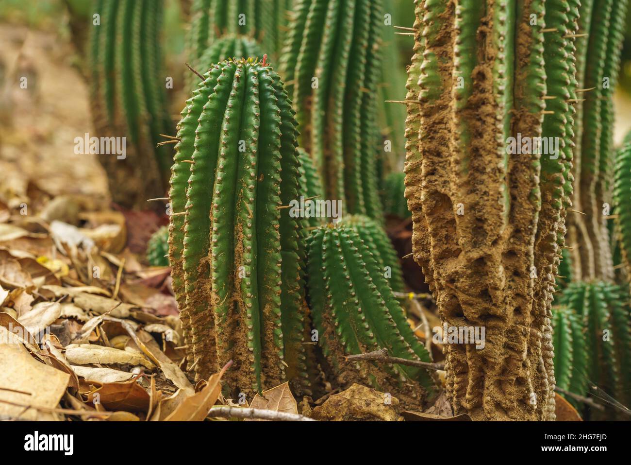 Euphorbia horrida, Afrique baril de lait gros plan dans le désert.Euphorbia horrida est une espèce de cactus originaire d'Afrique du Sud Banque D'Images