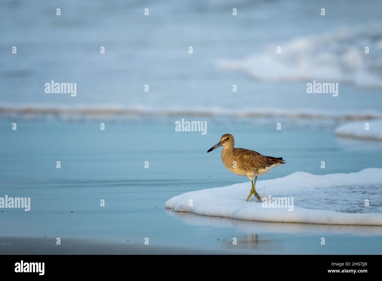 Un Willet (Tringa semipalmata) dévalle le rivage de l'île Emerald, en Caroline du Nord. Banque D'Images
