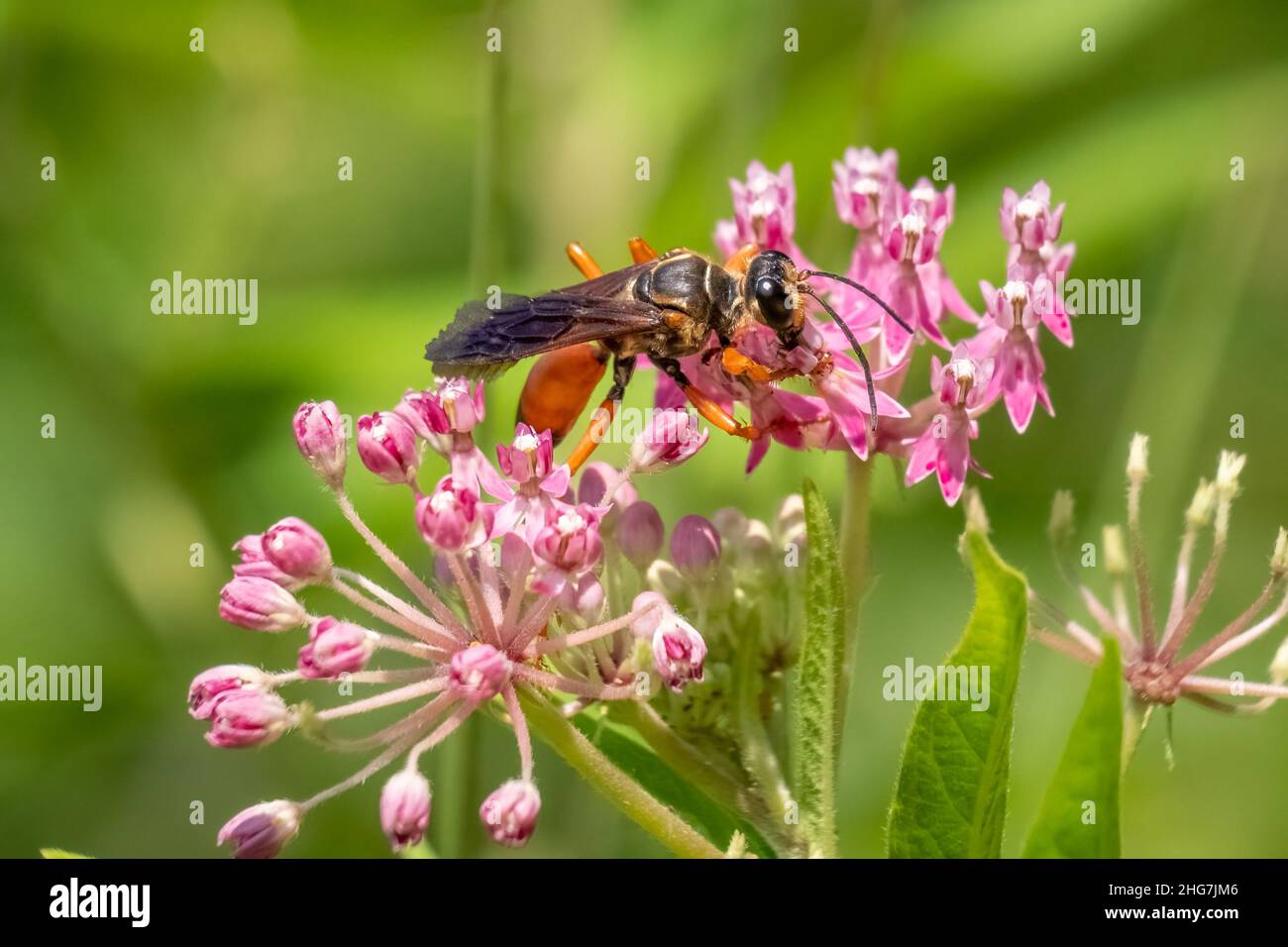 Une grande guêpe dorée pollinise les Blooms de Milkweed de marais roses.Raleigh, Caroline du Nord. Banque D'Images