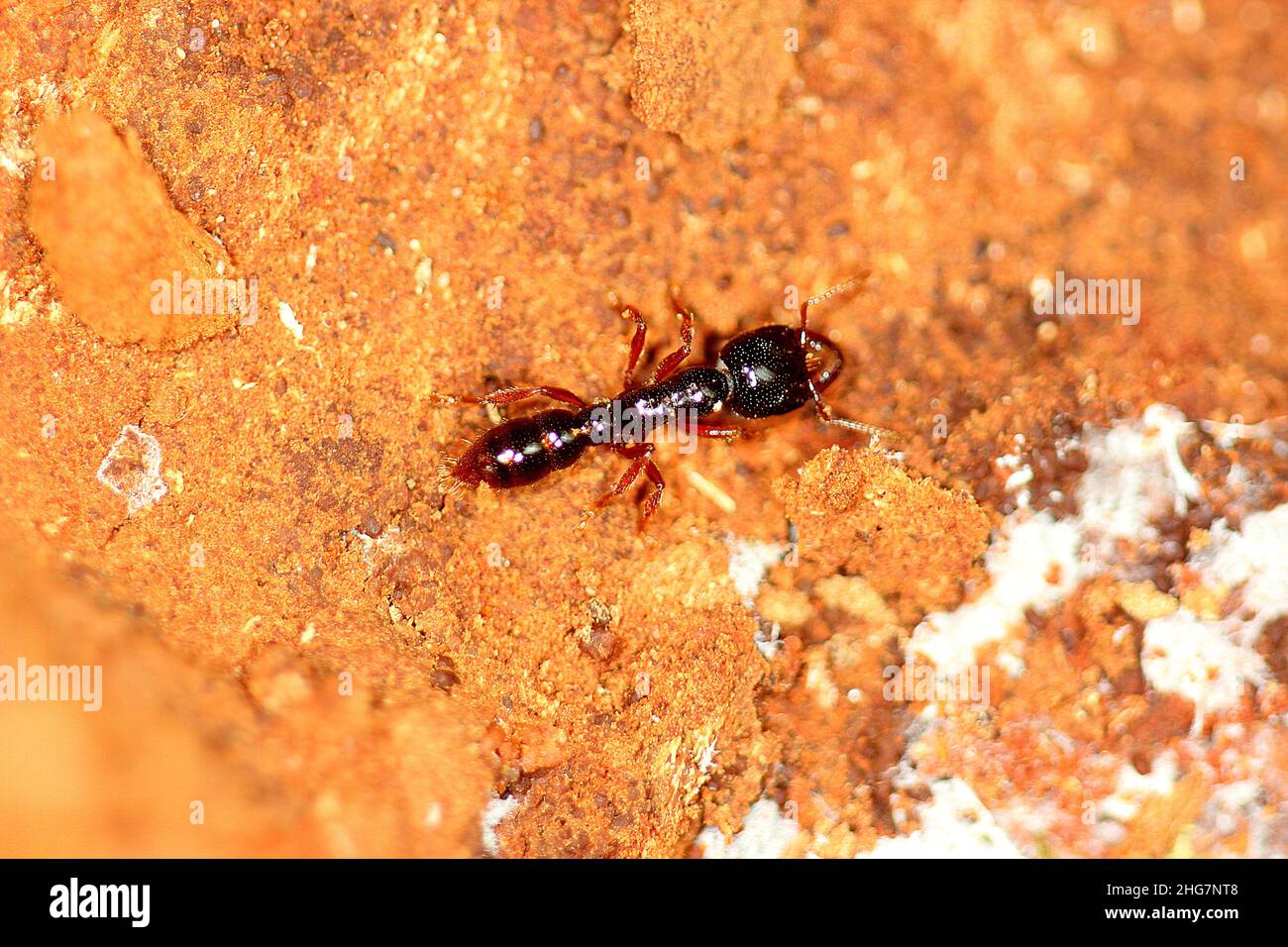 Ant Michelin du sud (Amblyopone australis) Banque D'Images