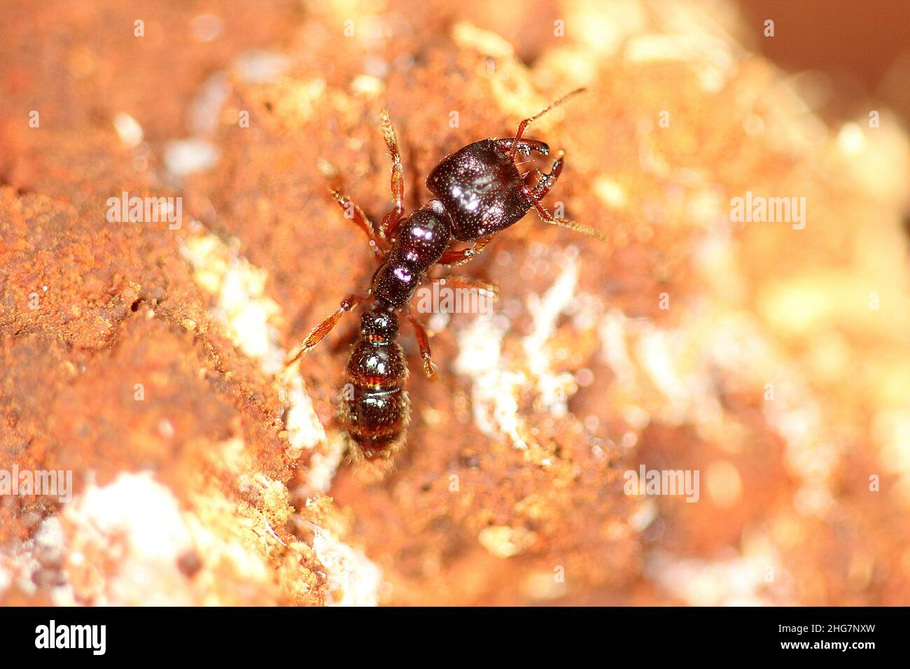 Ant Michelin du sud (Amblyopone australis) Banque D'Images