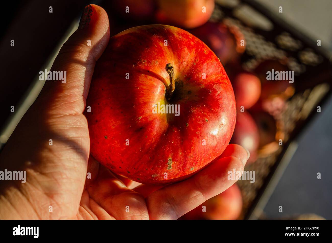 pomme mûre rouge à la main Banque D'Images