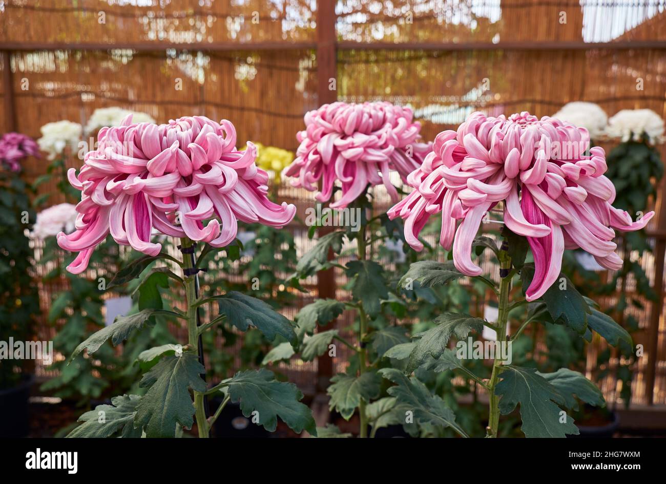 L'exposition de la fleur géante de chrysanthème, l'image remarquable de la culture japonaise au sanctuaire de Yasukuni (Kikka-Ten).La série de fleurs affiche arra Banque D'Images