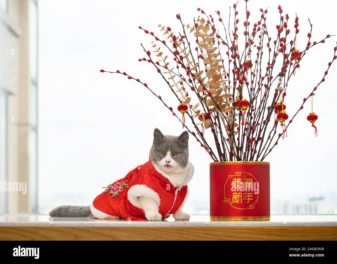 Un chat mignon avec une robe traditionnelle chinoise avec une plante de pot  pour la nouvelle année la traduction chinoise en anglais est heureux  chinois nouvel an Photo Stock - Alamy