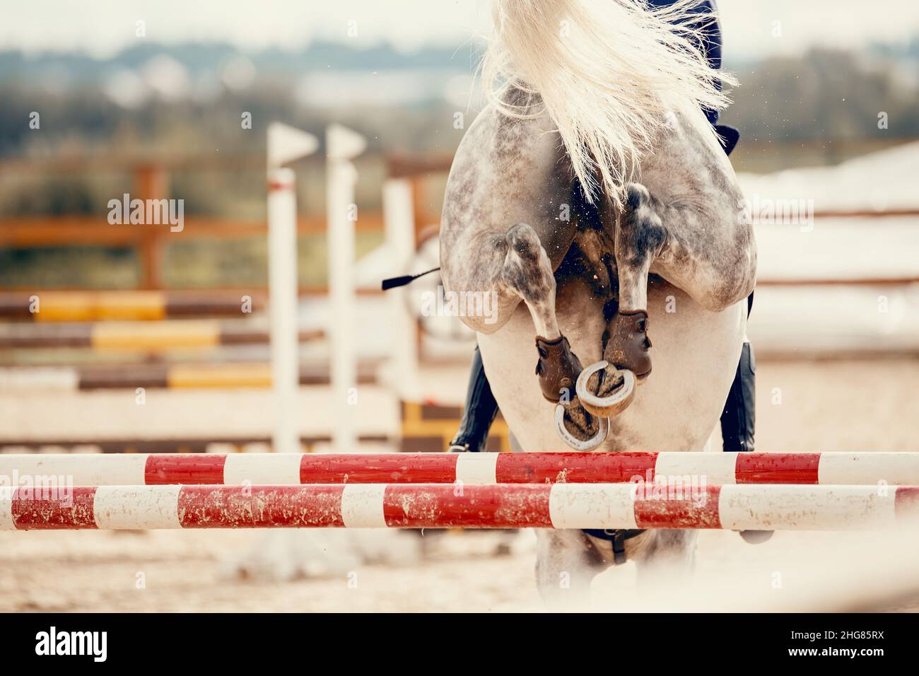 Les sabots d'un cheval gris sur un obstacle.Le cheval surmonte un  obstacle.Sports équestres, saut.Surmonter les obstacles.Dressage de chevaux  i Photo Stock - Alamy