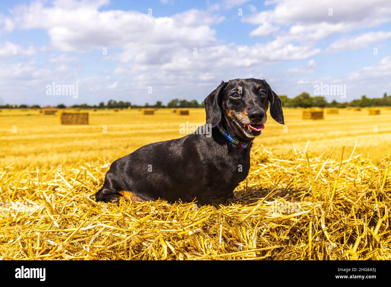 Un Dachshund miniature à poil doux appréciant de se reposer au soleil sur un hancher de foin, dans un champ de fermier. Banque D'Images
