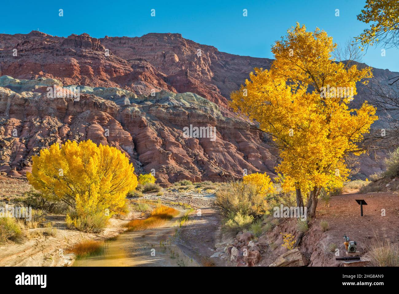 Des arbres de Cottonwood à la rivière Paria, dans le canyon de Paria, à la promenade de la chaise, près de Lonely Dell Ranch, Lees Ferry, Glen Canyon National Recreation Area, Arizona Banque D'Images