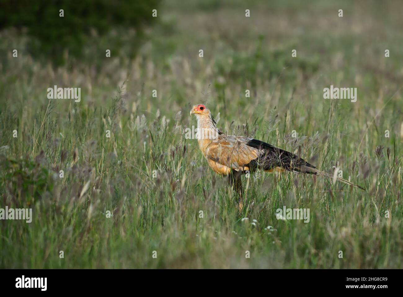 Secretarybird - Sagittaire serpent, oiseau emblématique des savanes africaines, collines de Taita, Kenya. Banque D'Images