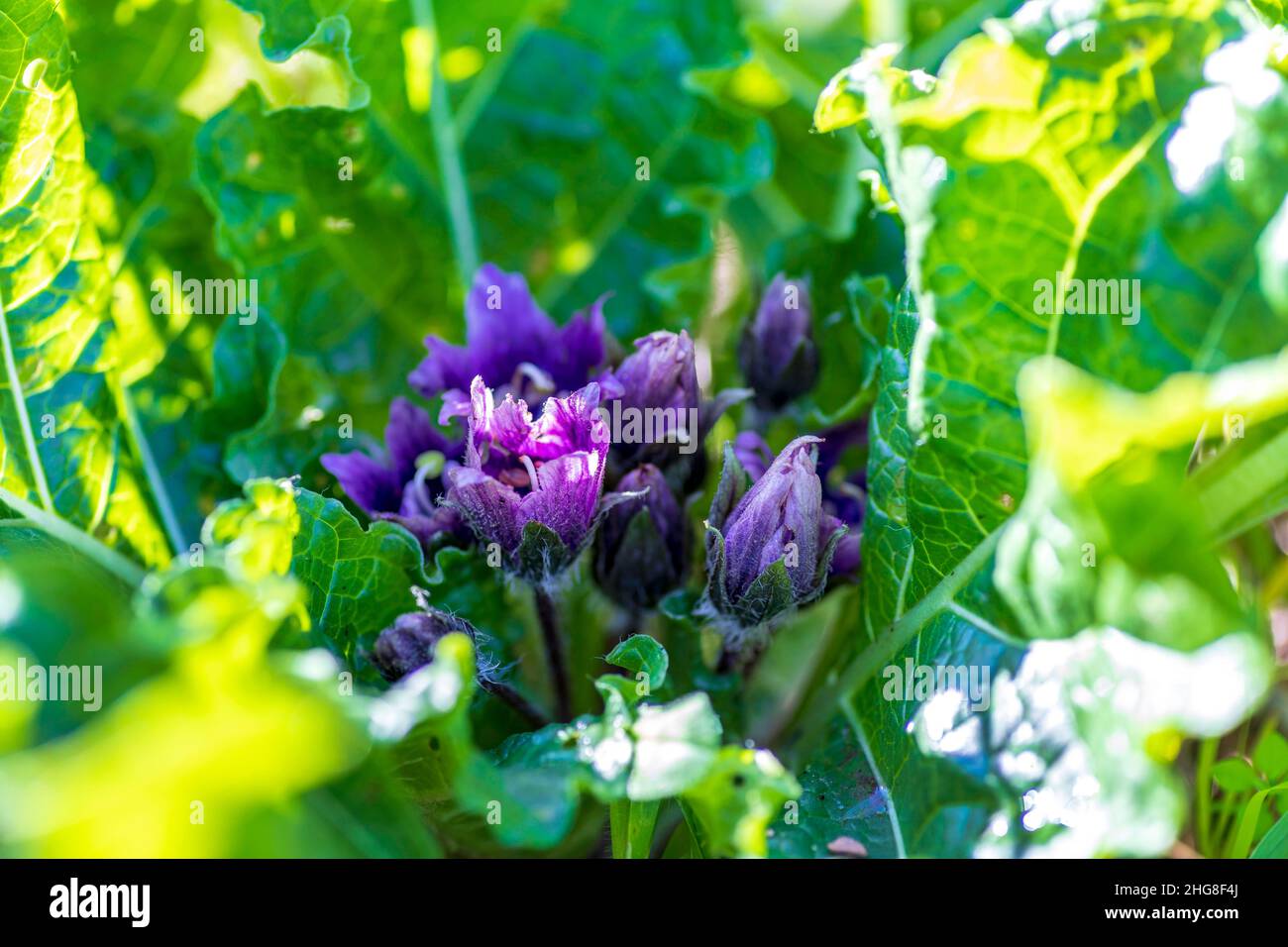 Fleurs violettes de Mandragora autumnalis en fleurs.Mandrake d'automne.Plante de la Bible.Mise au point sélective. Banque D'Images