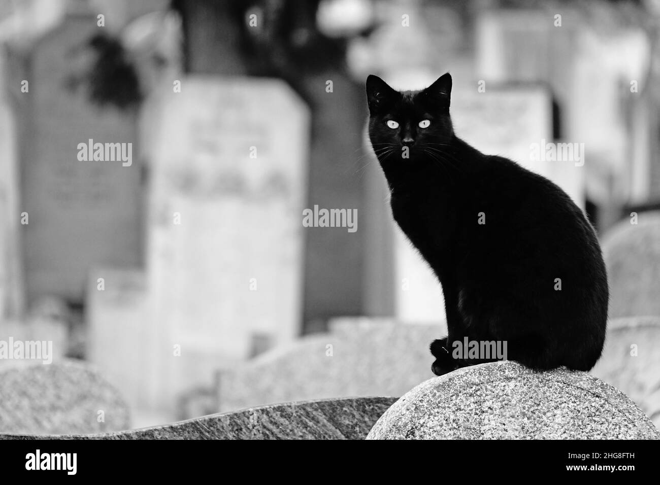 Chat noir assis sur une tombe du cimetière Guillotiere à Lyon, France Banque D'Images