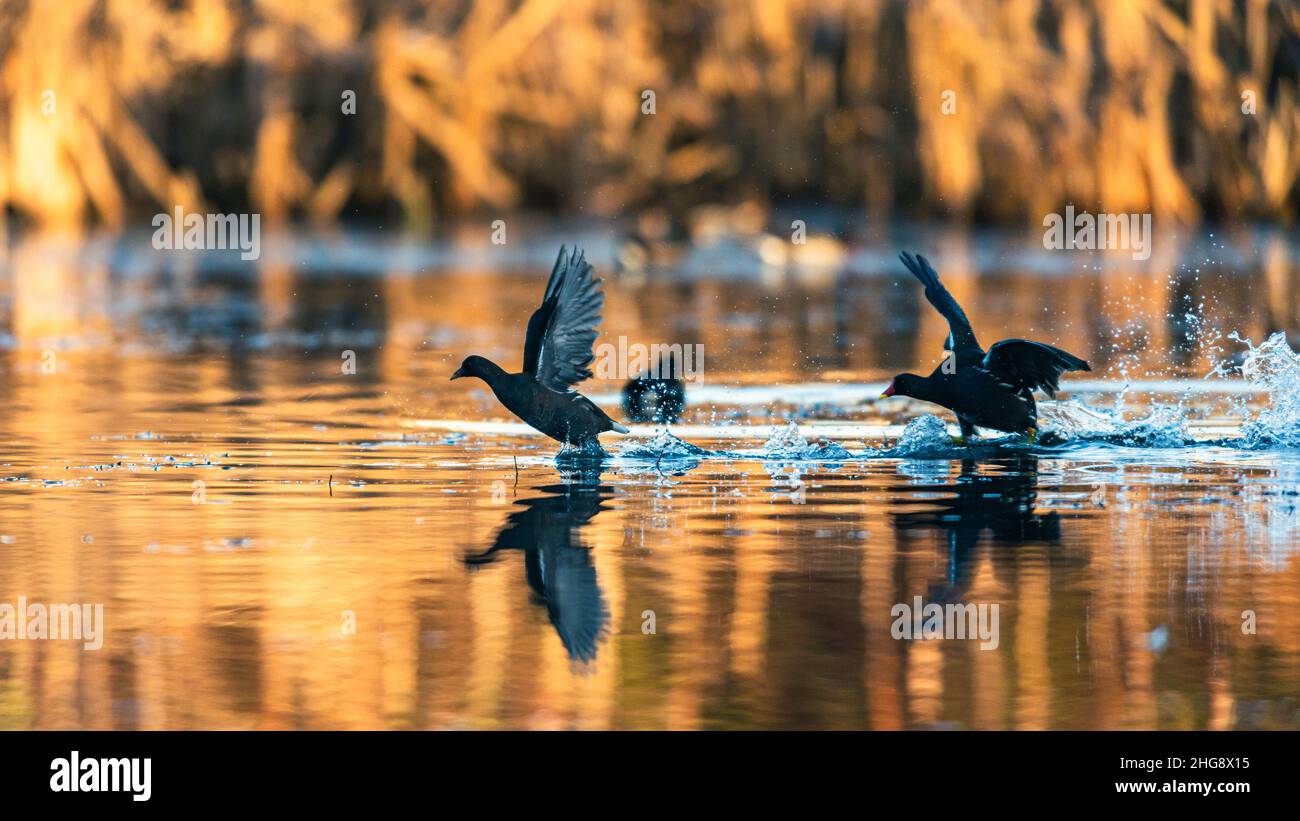 Moorhen, Marsh Hen, Gallinula chloropus dans la lutte sur l'eau Banque D'Images