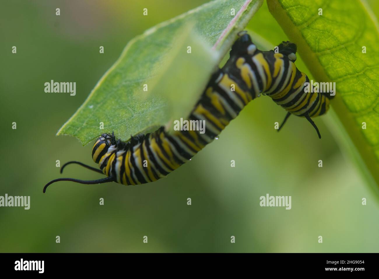 Le monarque caterpillar rampant le long de la face inférieure de la feuille tout en mangeant Banque D'Images