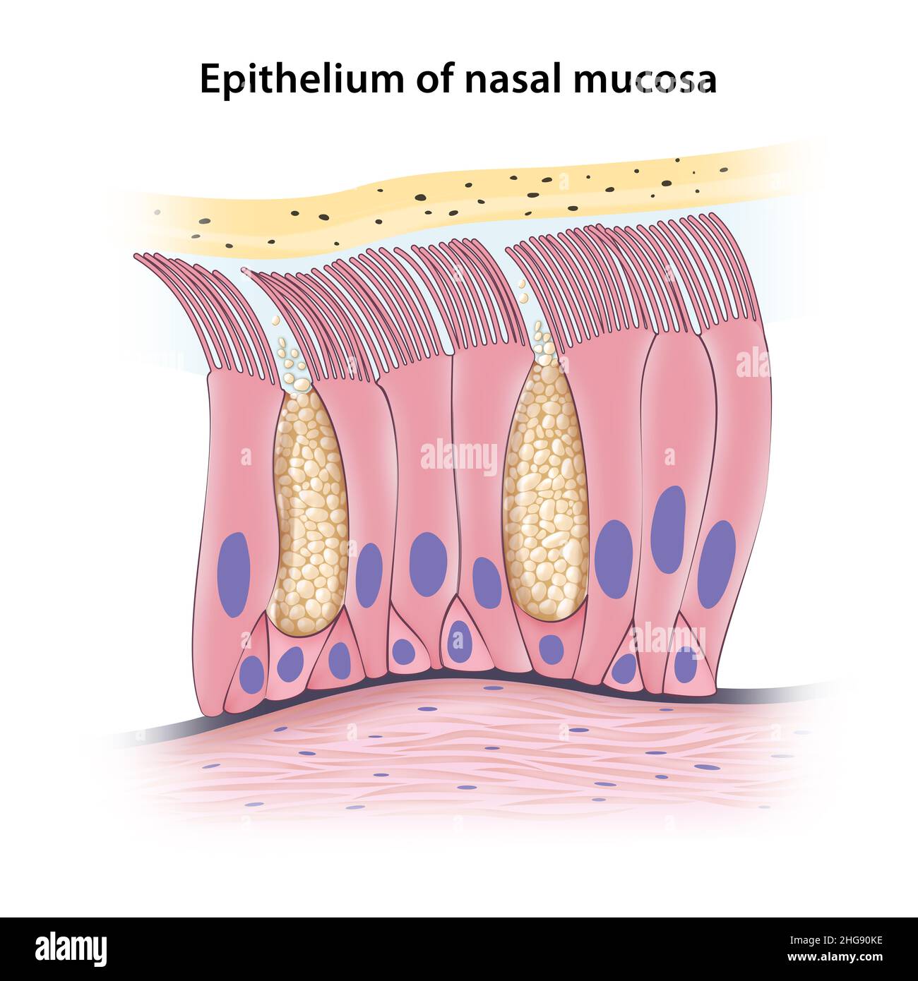 Épithélium columnaire pseudo-stratifié de la muqueuse nasale Banque D'Images