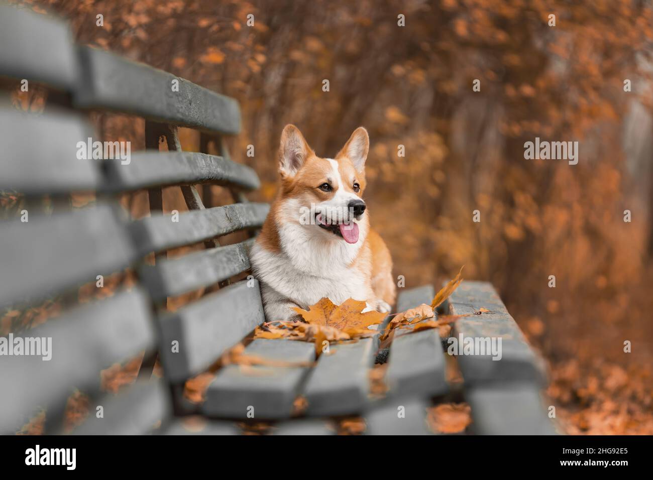 Portrait d'un chien de race Pembroke gallois rouge heureux allongé sur un banc près des feuilles mortes à l'automne nature dans le parc Banque D'Images