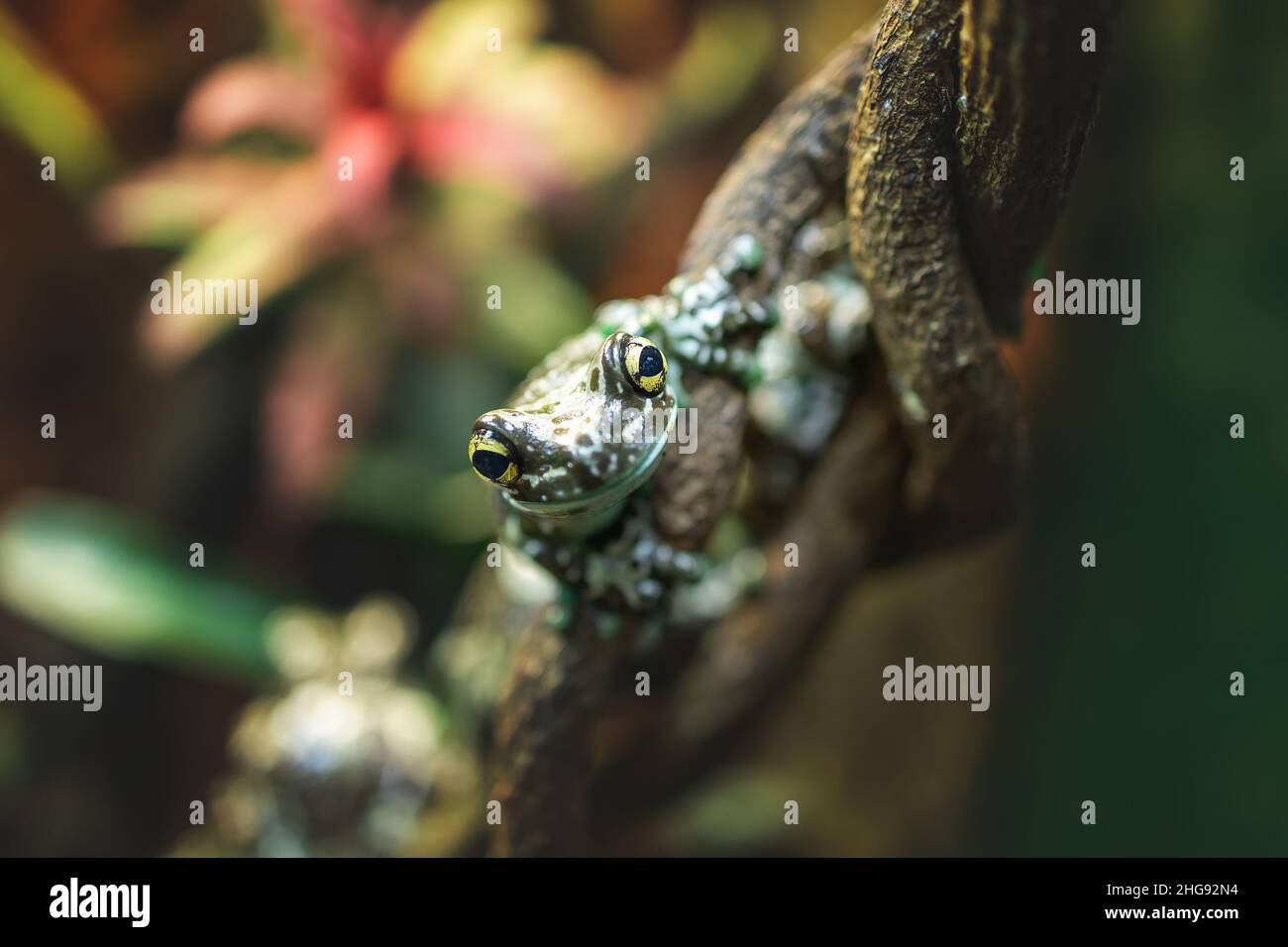 Portrait de petite grenouille à lait assise sur un arbre dans la forêt de jungle.La faune et la flore Banque D'Images