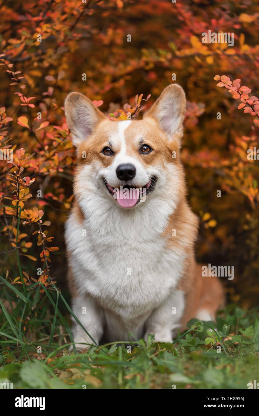 Portrait d'un chien gallois corgi Pembroke souriant dans la nature en automne Banque D'Images