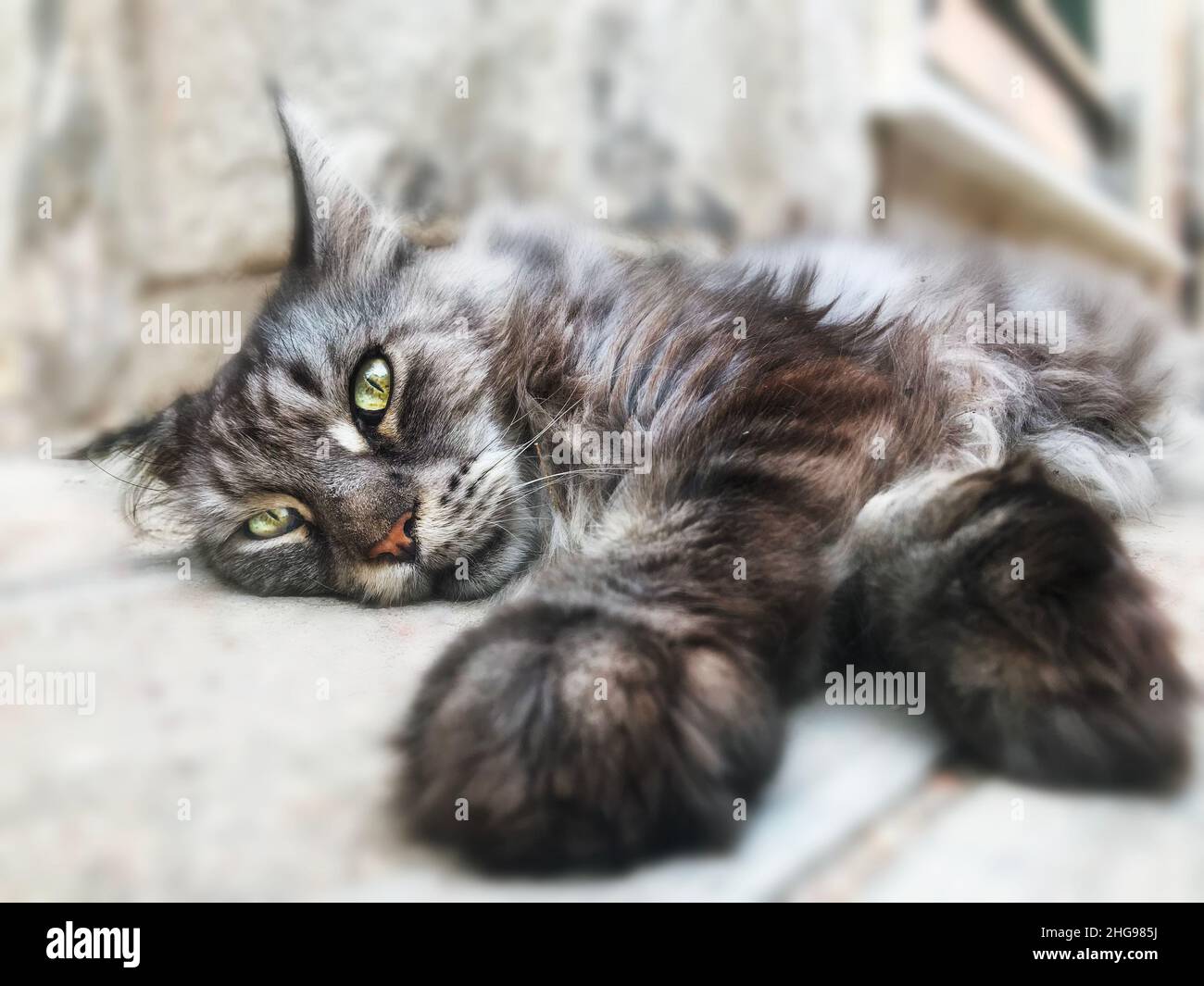 Gros plan d'un chat tabby moelleux couché sur la chaussée Banque D'Images