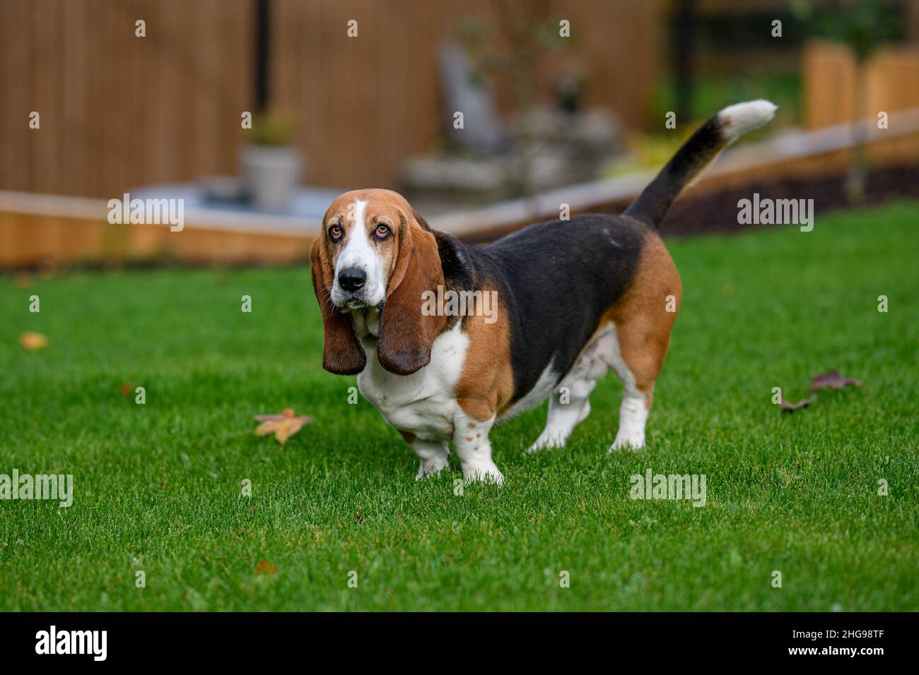 Portrait d'un chien courant de Basset debout dans un jardin Banque D'Images Portrait d'un chien courant de Basset debout dans un jardin Banque D'Images