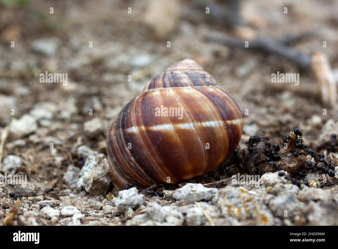 Fourmis transportant des limaces dans leurs nids Banque D'Images