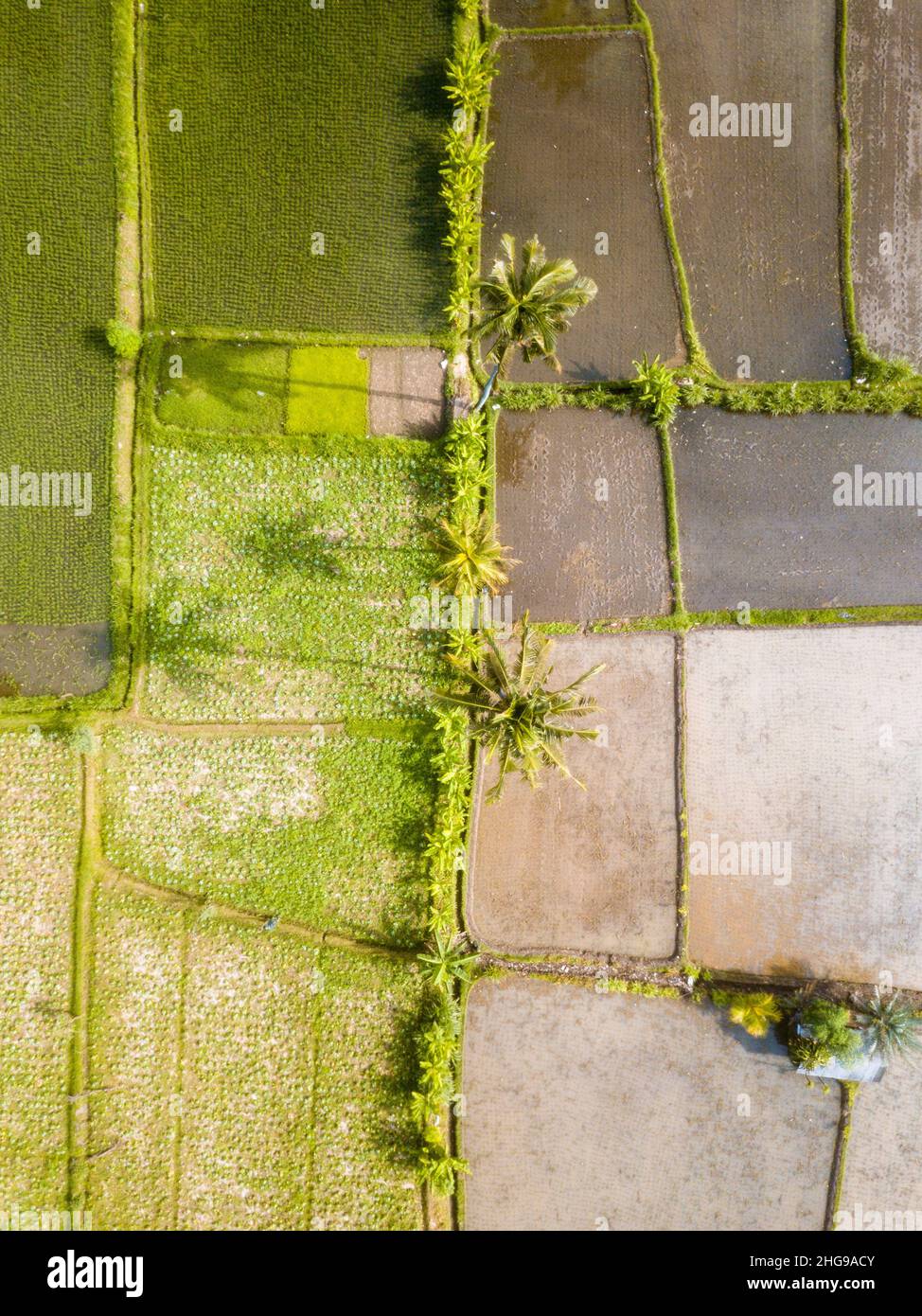 Vue aérienne des rizières bordées de palmiers, Tegalalang, Bali, Indonésie Banque D'Images