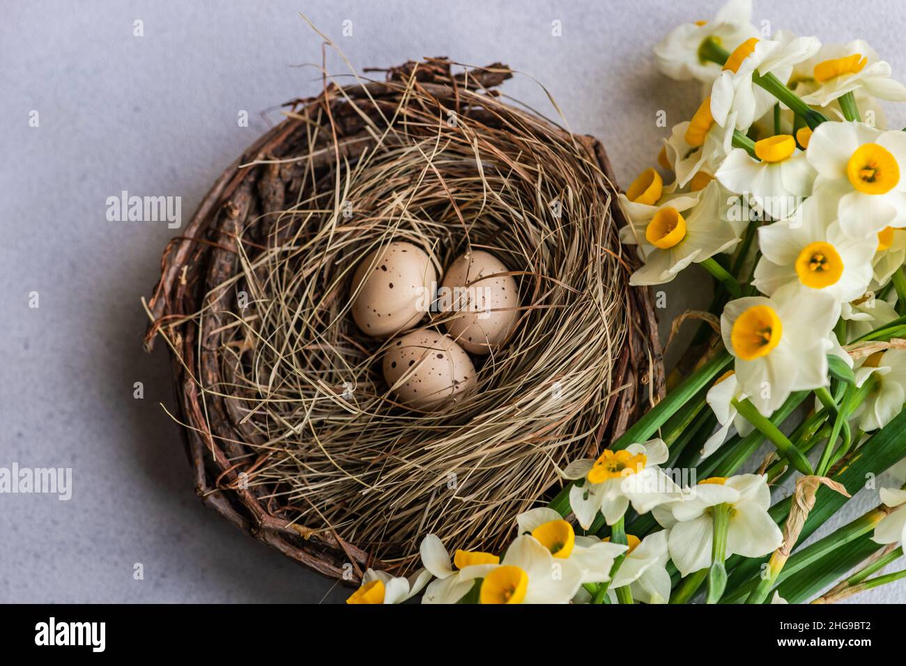 Narcisse fleurit près de trois oeufs dans un nid d'oiseau Banque D'Images