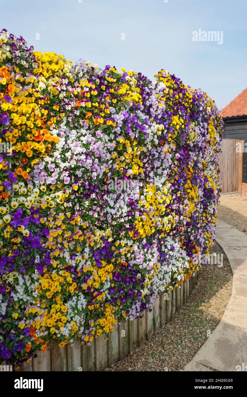 Violons dans le mur de fleurs vivant  Norfolk Royaume-Uni Banque D'Images