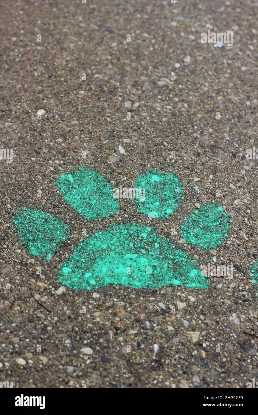 Imprimé paw vert d'un chien peint sur le trottoir en asphalte. Banque D'Images