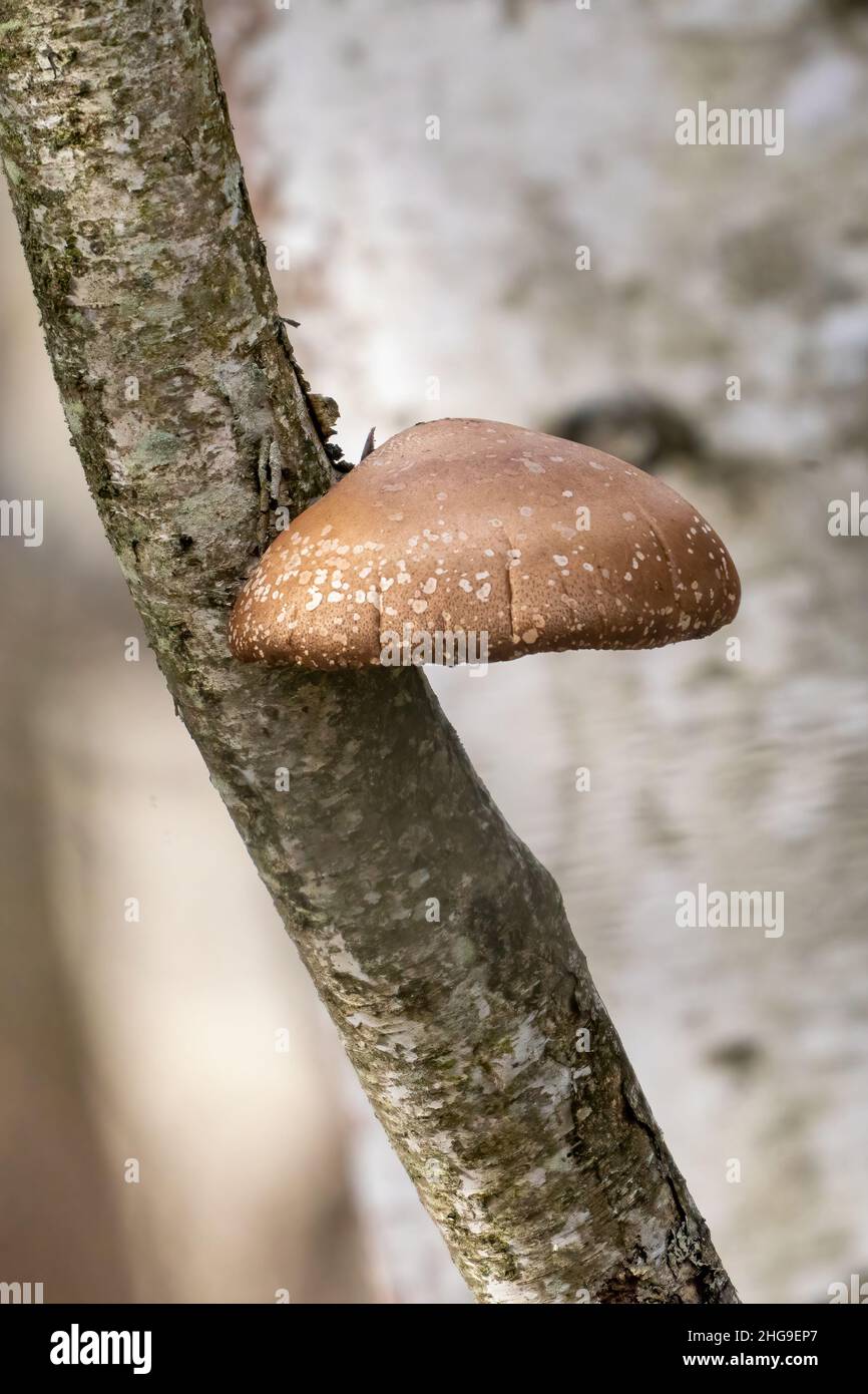 J'ai trouvé ces champignons tout en marchant dans une fiducie de terre de comté de Door près de Sturgeon Bay Wisconsin dans un après-midi d'automne humide. Banque D'Images
