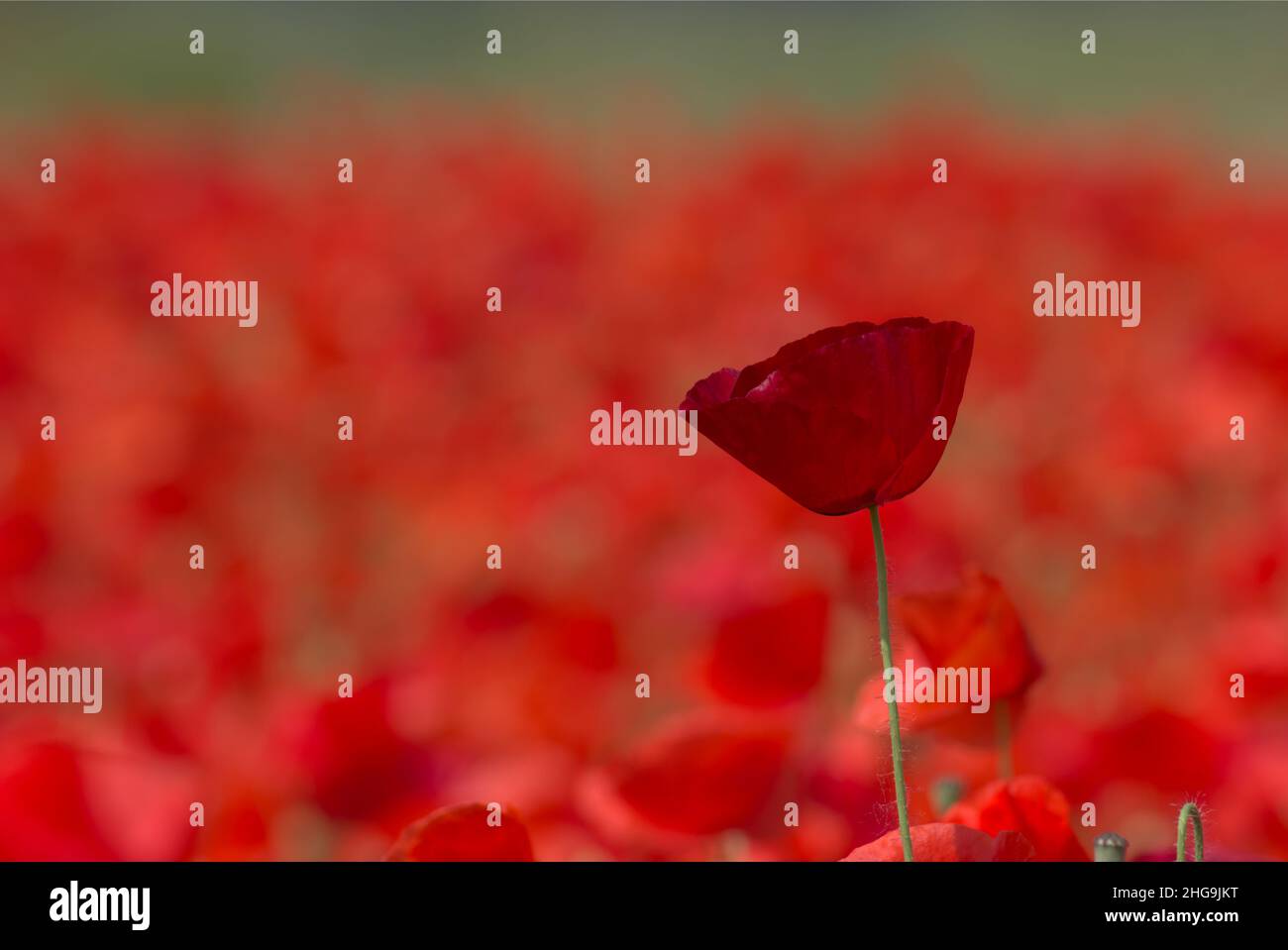 Un seul coquelicot comme un oeil-attrape dans un champ de coquelicots Banque D'Images