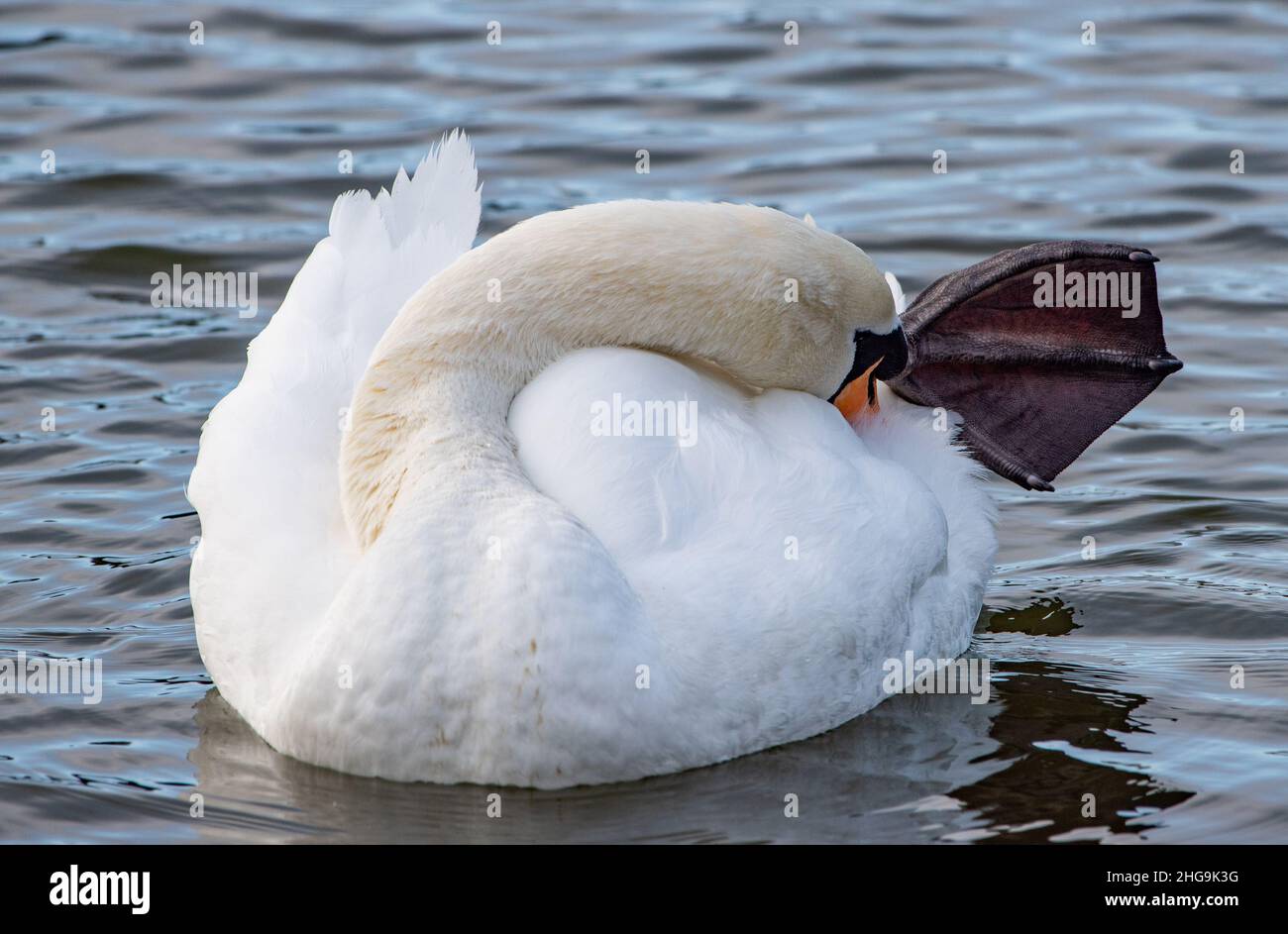 A Swan Preening, RSPB Fairhaven Lake, Lytham, Lancashire, Royaume-Uni Banque D'Images