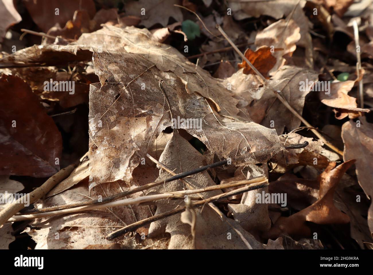 Feuilles en décomposition sur le sol de la forêt Banque D'Images