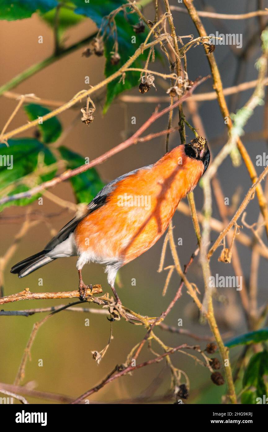 Bullfinch eurasien, Bullfinch commun, Bullfinch, Pyrrhula pyrrhula en hiver Banque D'Images