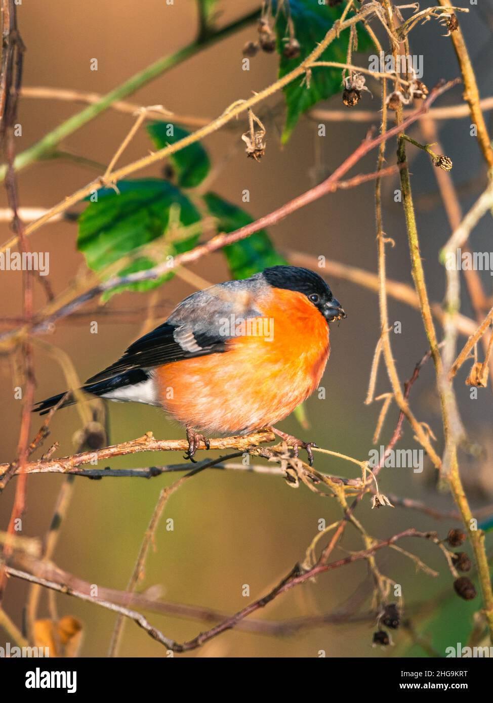 Bullfinch eurasien, Bullfinch commun, Bullfinch, Pyrrhula pyrrhula en hiver Banque D'Images