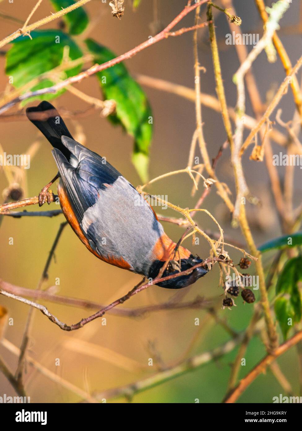 Bullfinch eurasien, Bullfinch commun, Bullfinch, Pyrrhula pyrrhula en hiver Banque D'Images