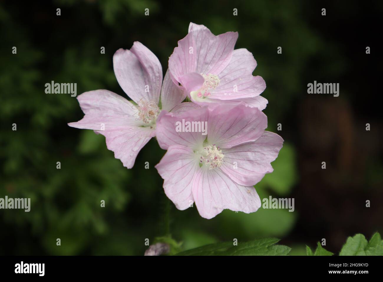 Malva sylvestris, fleurs roses d'une allow Banque D'Images