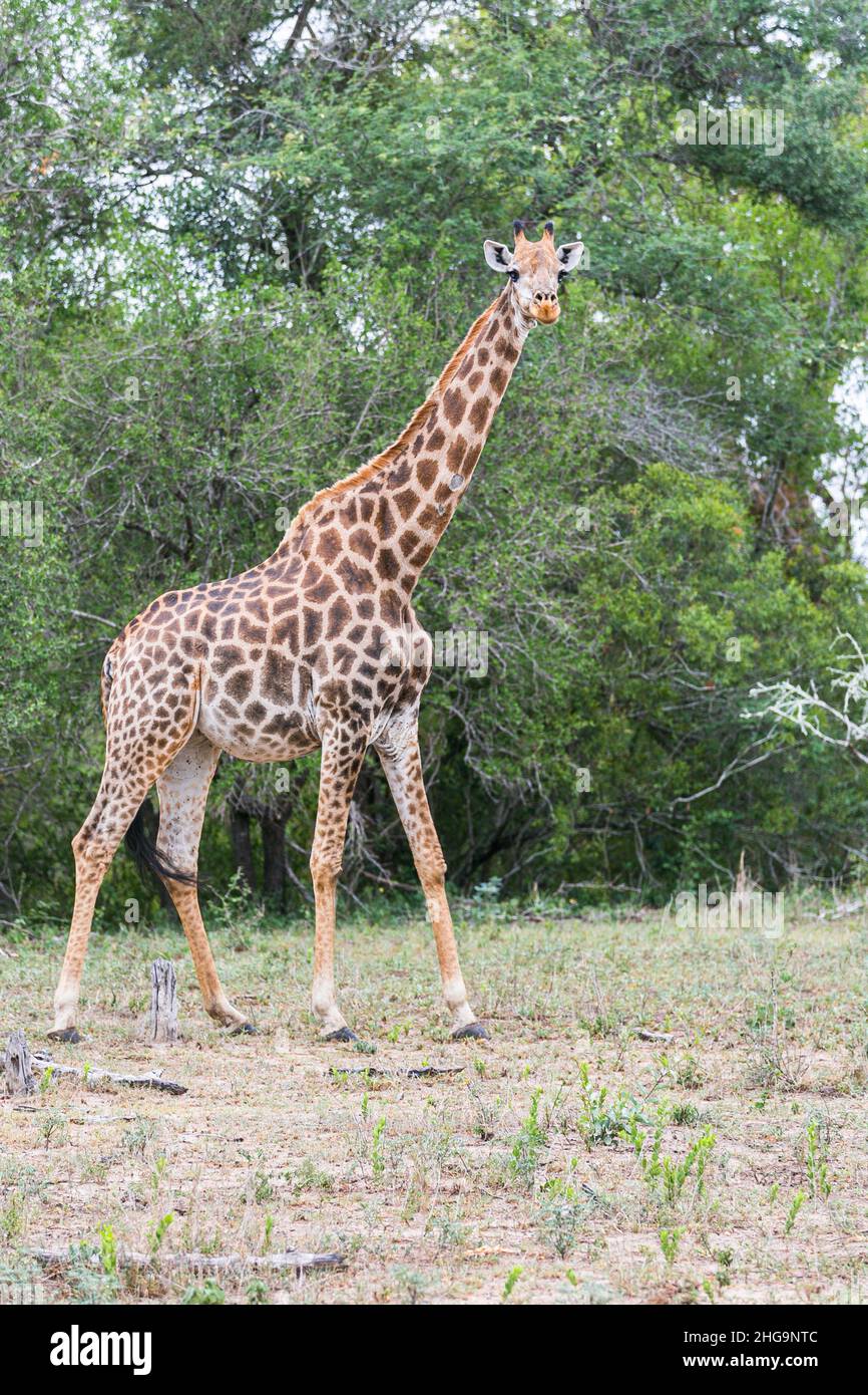 Girafe dans les buissons en Afrique du Sud.Animal sauvage dans l'environnement naturel.Protection de la nature.Conservation.Parc national Kruger.Safari.Réserve de jeu Banque D'Images