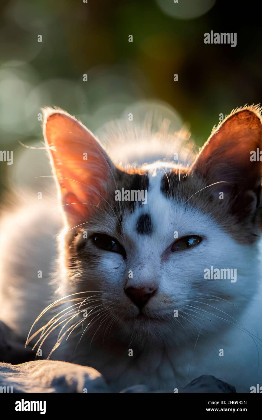 Chat (chaton) face rapprochée avec un bel arrière-plan lumineux Banque D'Images
