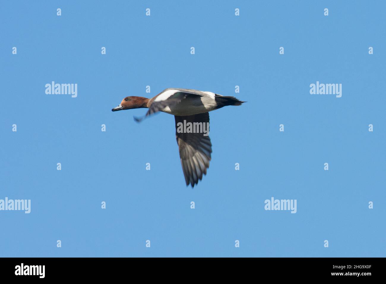 Wigeon, Anas penelope, canard mâle volant dans un ciel bleu, plumage d'hiver, Royaume-Uni Banque D'Images