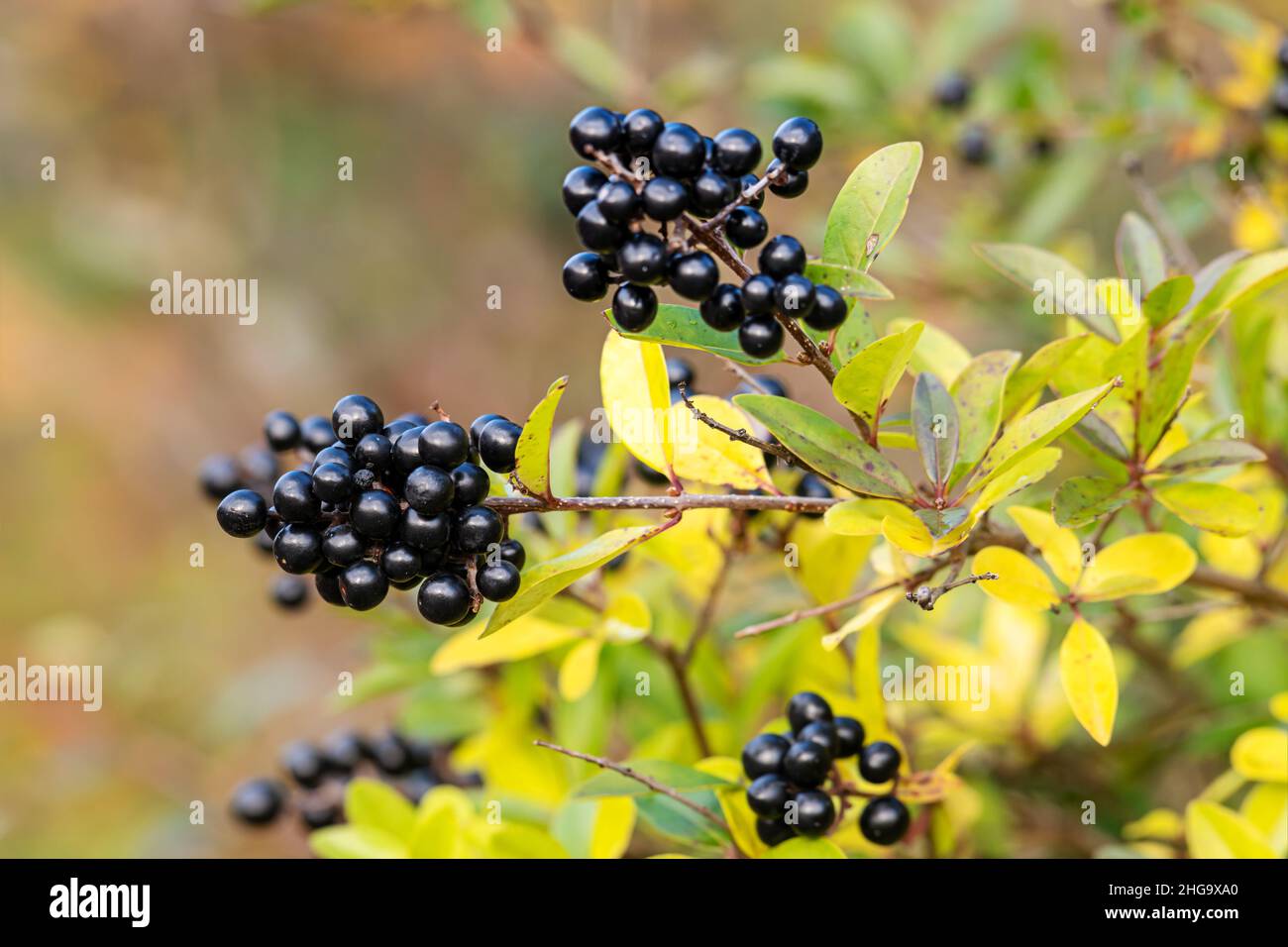 Privet noir, Ligustrum vulgare, baies avec feuillage d'automne sur fond flou Banque D'Images