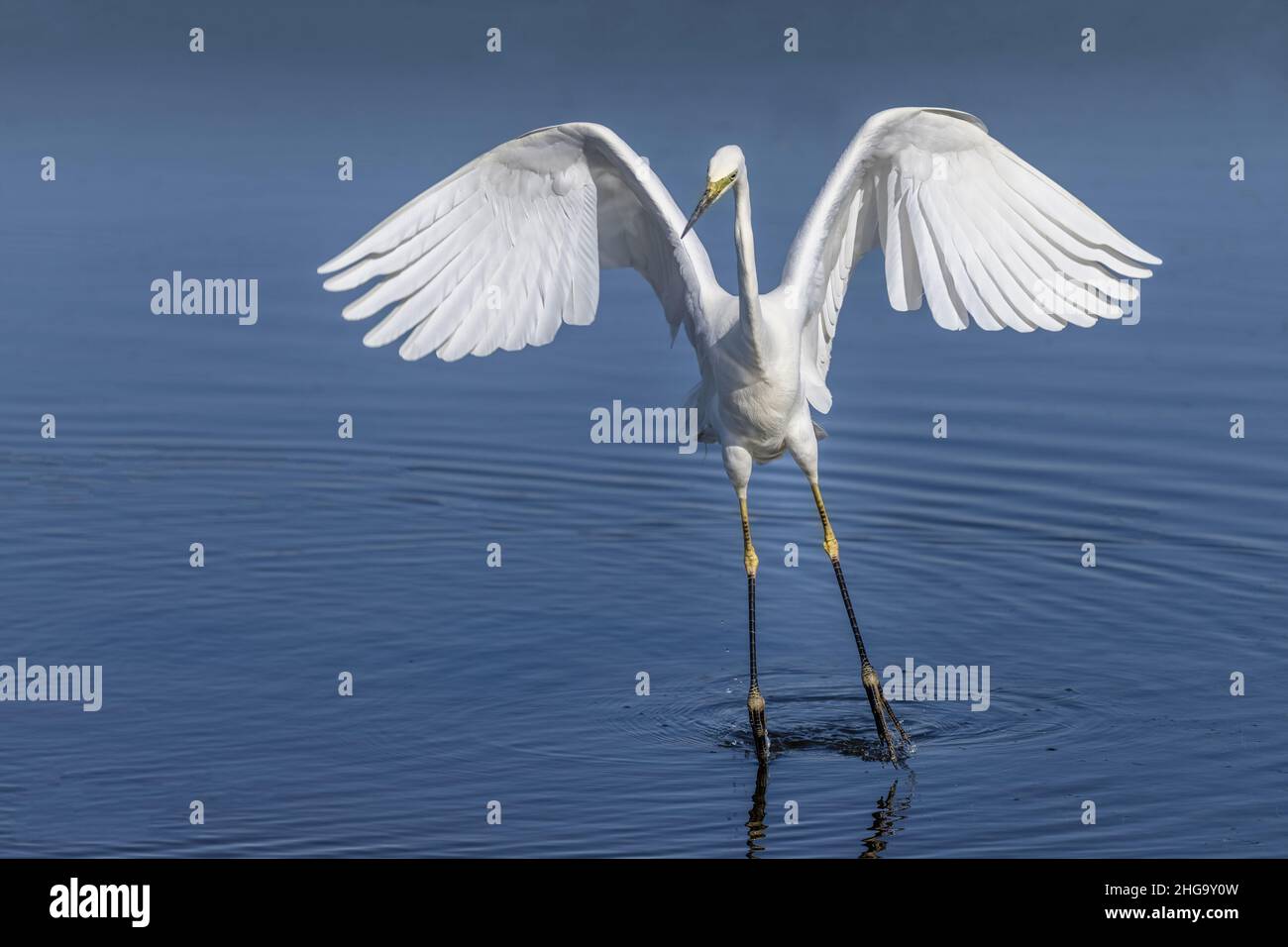 Groupe de Spatules blanches en vol, baie de somme Banque D'Images